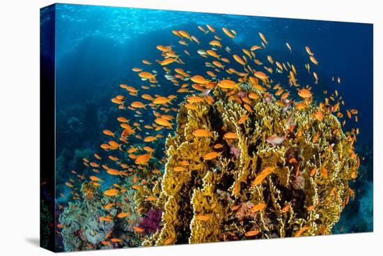 school of scalefin anthias swimming around fire coral, egypt-alex mustard-Premier Image Canvas