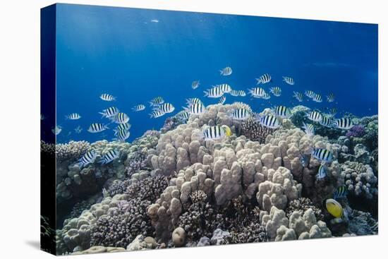 School of Sergeant Major Fish over Pristine Coral Reef, Jackson Reef, Off Sharm El Sheikh, Egypt-Mark Doherty-Premier Image Canvas