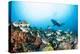 School of Yellow Tail Surgeonfish-Michele Westmorland-Premier Image Canvas