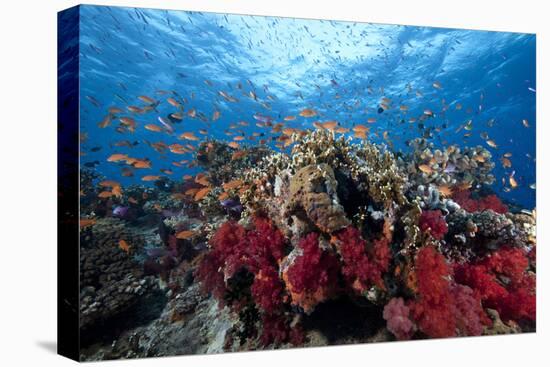 Schooling Anthias Fish and Healthy Corals of Beqa Lagoon, Fiji-Stocktrek Images-Premier Image Canvas
