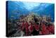 Schooling Anthias Fish and Healthy Corals of Beqa Lagoon, Fiji-Stocktrek Images-Premier Image Canvas