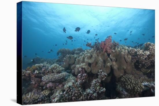 Schooling Anthias Fish and Healthy Corals of Beqa Lagoon, Fiji-Stocktrek Images-Premier Image Canvas