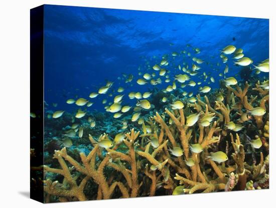 Schooling Damselfish, North Huvadhoo Atoll, Southern Maldives, Indian Ocean-Stuart Westmorland-Premier Image Canvas