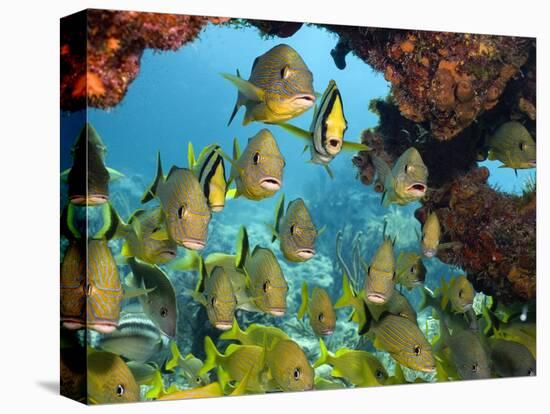 Schooling Fish Under Coral Ledge-Stephen Frink-Premier Image Canvas