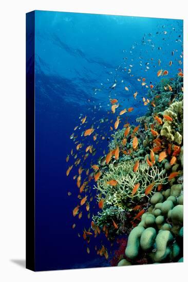 Schooling Lyretail Anthias and near a Coral Reef. (Pseudanthias Squamipinnis) Red Sea-Reinhard Dirscherl-Premier Image Canvas