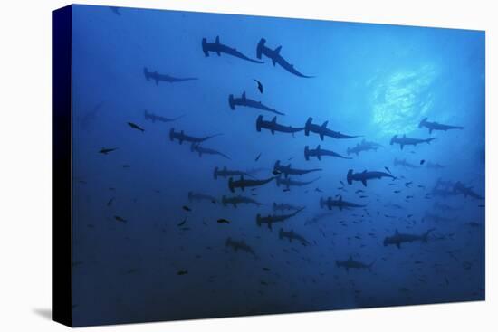 Schooling Scalloped Hammerhead Sharks (Sphyrna Lewini) Cocos Island National Park, Costa Rica-Franco Banfi-Premier Image Canvas