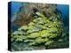 Schooling Sweetlip Fish Swim Past Coral Reef, Raja Ampat, Indonesia-Jones-Shimlock-Premier Image Canvas