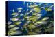 Schooling Yellow-Striped Goatfish (Mulloidichthys Vanicolensis). Great Barrier Reef-Louise Murray-Premier Image Canvas