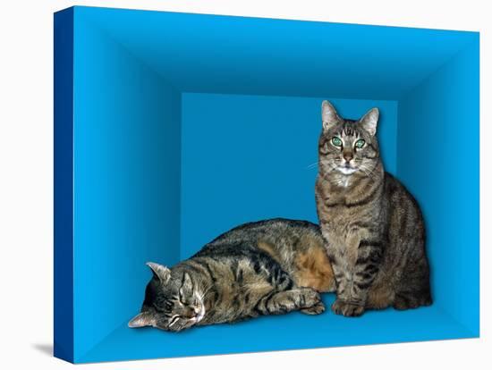 Schrodinger's Cat, Artwork-Victor De Schwanberg-Premier Image Canvas