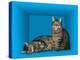 Schrodinger's Cat, Artwork-Victor De Schwanberg-Premier Image Canvas