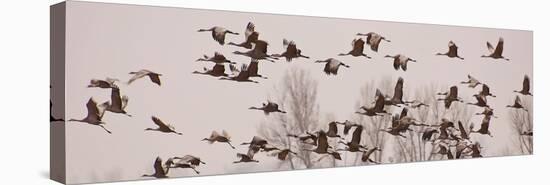 Schwartz - Cranes Across the Sky-Don Schwartz-Stretched Canvas