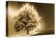 Schwartz - Enlightened Tree-Don Schwartz-Stretched Canvas