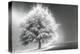 Schwartz - Enlightened Tree-Don Schwartz-Stretched Canvas