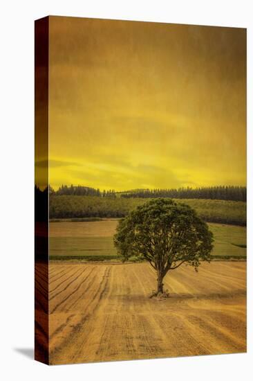 Schwartz - Lone Tree at Sunset-Don Schwartz-Stretched Canvas