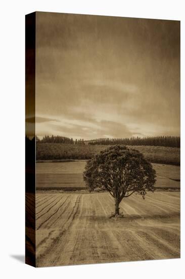 Schwartz - Lone Tree at Sunset-Don Schwartz-Stretched Canvas