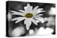 Schwartz - Sun-Speckled Daisy-Don Schwartz-Stretched Canvas