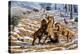 Scimitar Cats Attacking a Horse-Mauricio Anton-Premier Image Canvas