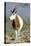 Scimitar-Horned Oryx-null-Premier Image Canvas