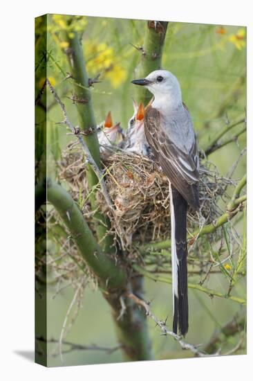 Scissor-Tailed Flycatcher Adult with Babies at Nest-Larry Ditto-Premier Image Canvas