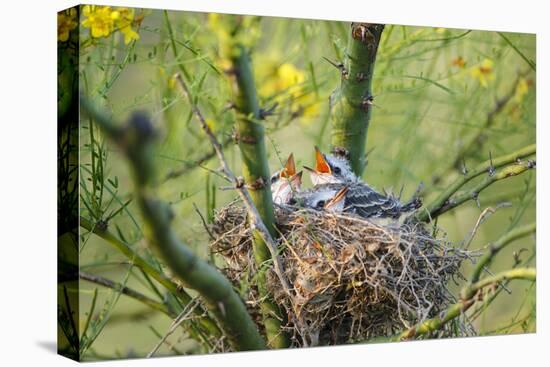 Scissor-Tailed Flycatcher Adult with Babies at Nest-Larry Ditto-Premier Image Canvas