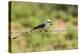 Scissor-Tailed Flycatcher-Gary Carter-Premier Image Canvas