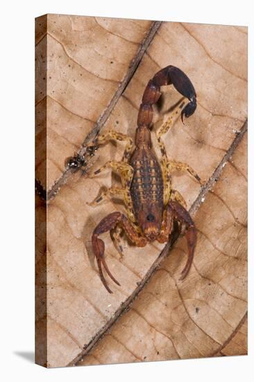 Scorpion, Yasuni NP, Amazon Rainforest, Ecuador, South America-Pete Oxford-Premier Image Canvas