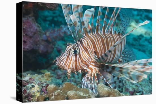Scorpionfish (Common Lionfish) (Pterois Miles), Southern Thailand, Andaman Sea, Indian Ocean, Asia-Andrew Stewart-Premier Image Canvas