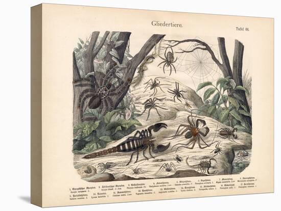 Scorpions and Spiders, C.1860-null-Premier Image Canvas