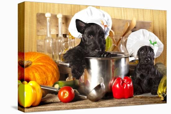 Scotch Terrier Kitchen Boy in a Saucepan, Cook Puppies-Lilun-Premier Image Canvas