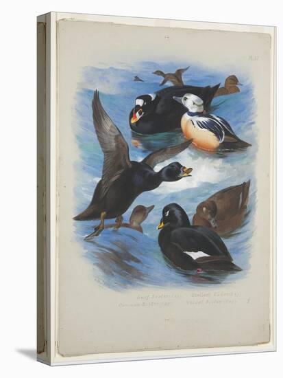 Scoters and Stellers Eider, C.1915 (W/C & Bodycolour over Pencil on Paper)-Archibald Thorburn-Premier Image Canvas