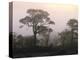 Scotland, Highlands, Glenn Affric, Trees, Morning Fog-Thonig-Premier Image Canvas