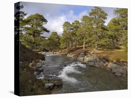 Scots Pine Forest and Lui Water, Deeside, Cairngorms National Park, Aberdeenshire, Scotland, UK-Gary Cook-Premier Image Canvas