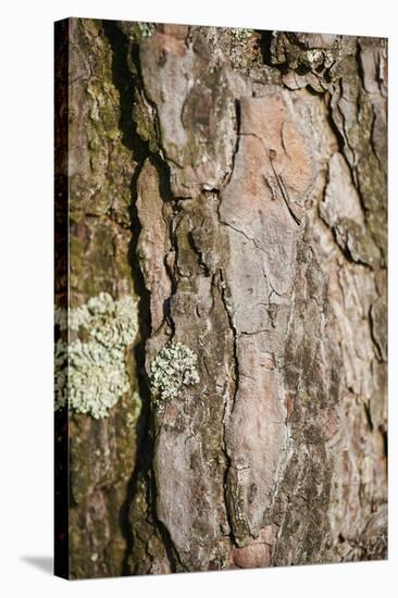 Scots pine, Pinus sylvestris, bark, detail-David & Micha Sheldon-Stretched Canvas