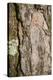 Scots pine, Pinus sylvestris, bark, detail-David & Micha Sheldon-Premier Image Canvas