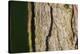 Scots pine, Pinus sylvestris, bark, detail-David & Micha Sheldon-Stretched Canvas