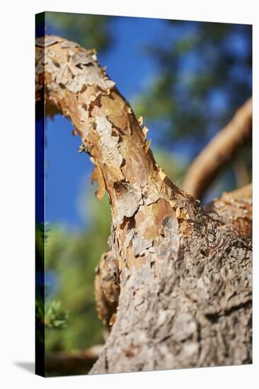 Scots pine, Pinus sylvestris, bark, detail-David & Micha Sheldon-Stretched Canvas