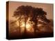 Scots Pine (Pinus Sylvestris) in Morning Mist, Glen Affric, Inverness-Shire, Scotland, UK, Europe-Niall Benvie-Premier Image Canvas