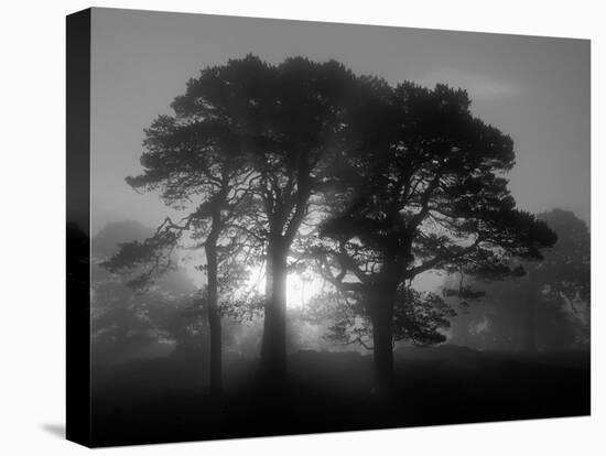 Scots Pine (Pinus Sylvestris) in Morning Mist, Glen Affric, Inverness-Shire, Scotland, UK, Europe-Niall Benvie-Premier Image Canvas
