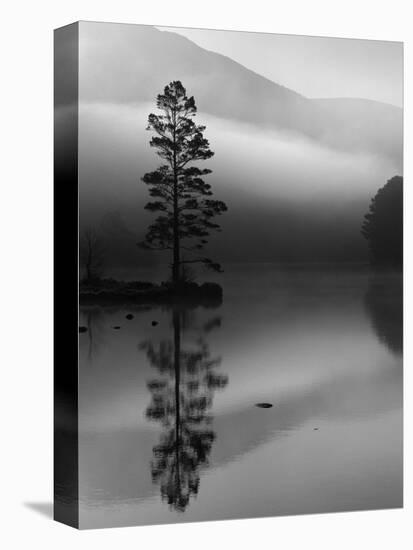 Scots Pine Tree Reflected in Lake at Dawn, Loch an Eilean, Scotland, UK-Pete Cairns-Premier Image Canvas
