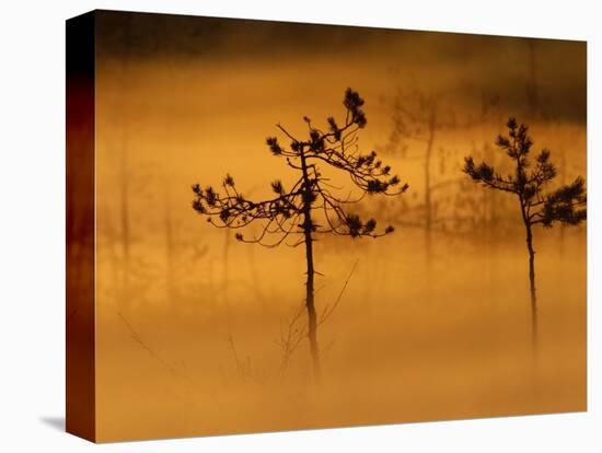 Scots Pines, in Morning Mist, Finland-Staffan Widstrand-Premier Image Canvas