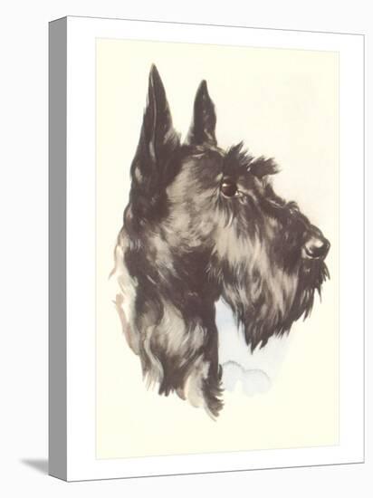 Scottie Dog-null-Stretched Canvas