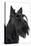 Scottish Aberdeen Terrier-null-Premier Image Canvas