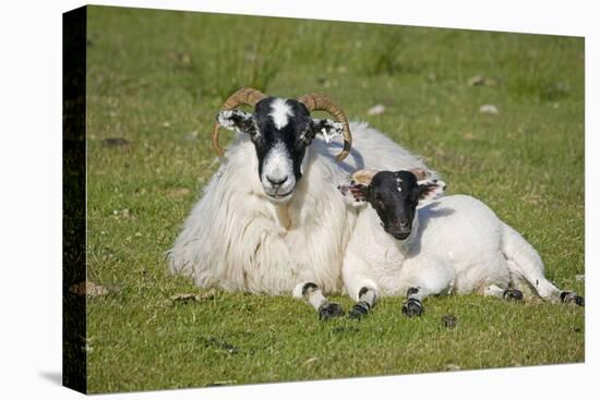 Scottish Black-Faced Ewe and Lamb-null-Premier Image Canvas