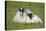 Scottish Black-Faced Ewe and Lamb-null-Premier Image Canvas