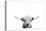 Scottish Cow-Leah Straatsma-Stretched Canvas