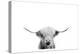 Scottish Cow-Leah Straatsma-Stretched Canvas