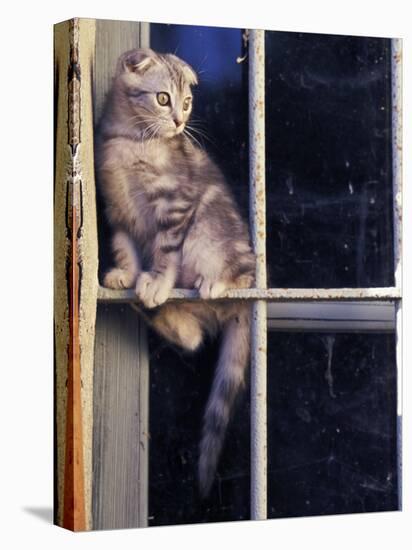 Scottish Fold Cat Balanced on Window Bar, Italy-Adriano Bacchella-Premier Image Canvas