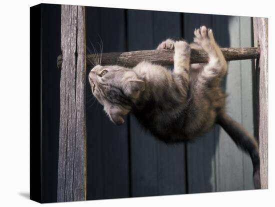 Scottish Fold Cat Hanging Upside-Down from Ladder Rung, Italy-Adriano Bacchella-Premier Image Canvas