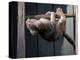 Scottish Fold Cat Hanging Upside-Down from Ladder Rung, Italy-Adriano Bacchella-Premier Image Canvas