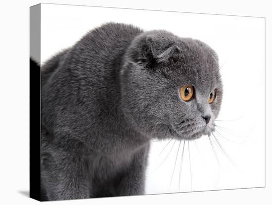 Scottish Fold Cat-Fabio Petroni-Premier Image Canvas
